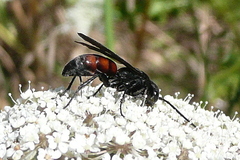 Anoplius viaticus