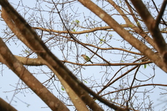 Psilopogon viridis