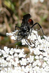 Anoplius viaticus