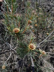 Protea scolymocephala