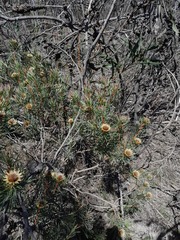 Protea scolymocephala