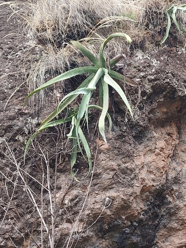 Image of Agave vilmoriniana by (c) Alejandro Colmenero, some rights reserved (CC BY-SA)