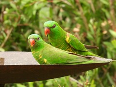 Trichoglossus chlorolepidotus