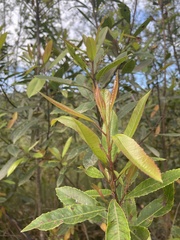Laurophyllus capensis