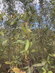 Laurophyllus capensis