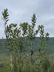 Laurophyllus capensis