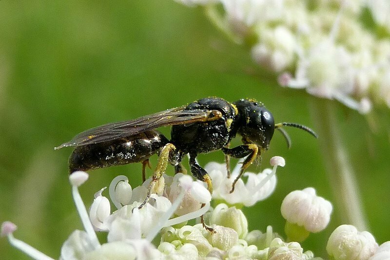 Lindenius panzeri