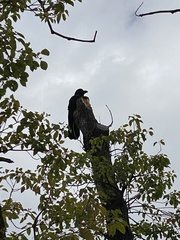 Corvus macrorhynchos