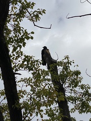 Corvus macrorhynchos