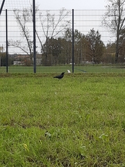 Corvus corone