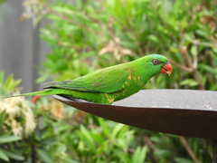 Trichoglossus chlorolepidotus