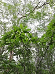 Comocladia macrophylla