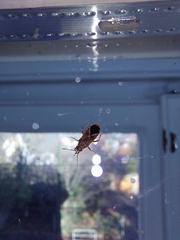 Arocatus melanocephalus