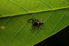 Thiania