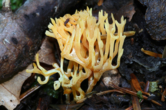 Ramariopsis crocea