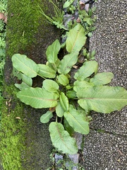 Rumex obtusifolius