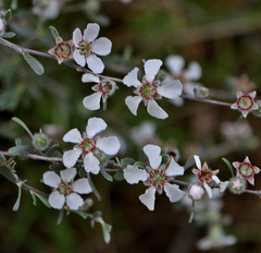 Leptospermum lanigerum