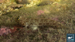 Campbell's Sandgoby photo 3