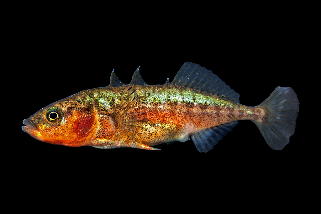 Threespine Stickleback (Alaska in Summer) · iNaturalist