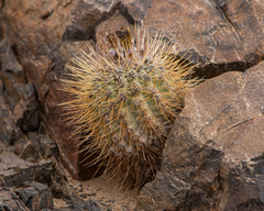 Copiapoa calderana