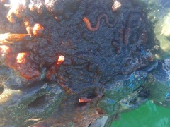 Schizoporella errata