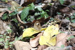 Mycalesis junonia