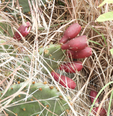 Opuntia macrorhiza