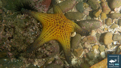 Pentaceraster alveolatus