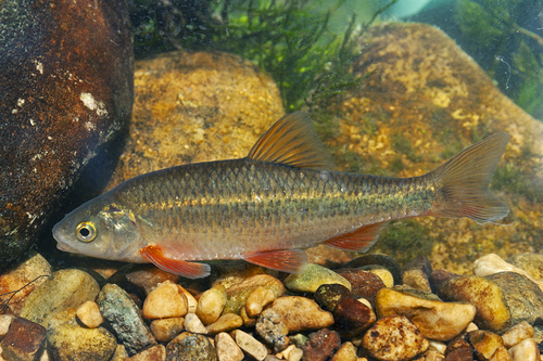 South European roach (Sarmarutilus rubilio) — Cyprinidae
