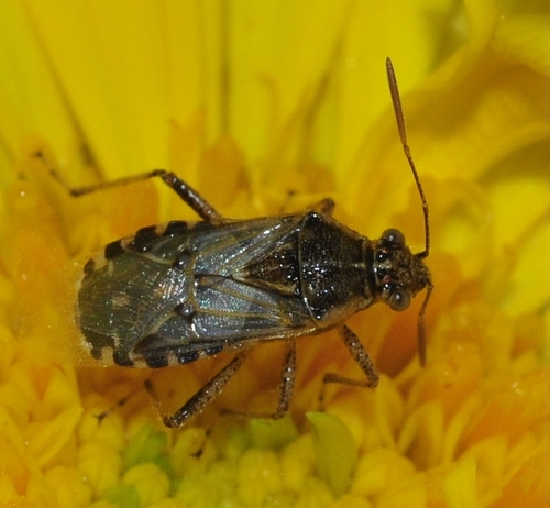 Hyaline Grass Bug