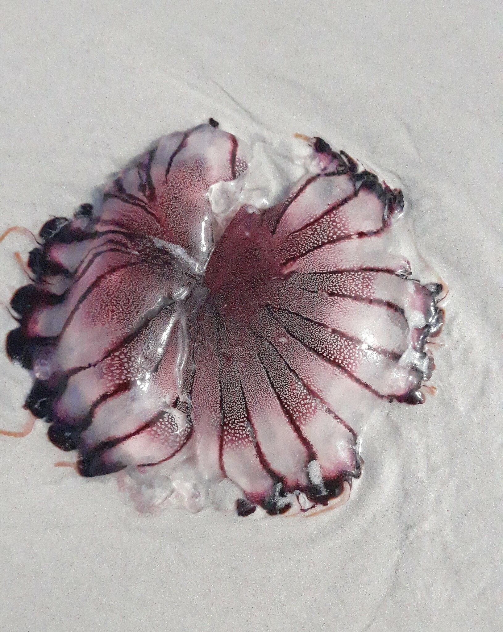 Chrysaora agulhensis Ras, Neethling, Engelbrecht, Morandini, Bayha, Skrypzeck & Gibbons, 2020
