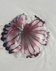 Chrysaora agulhensis