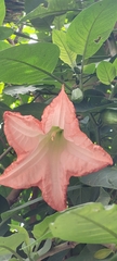 Brugmansia insignis