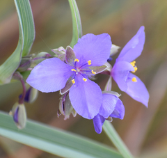 Tradescantia ohiensis