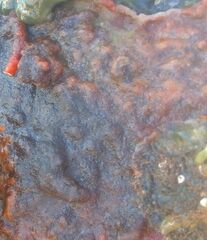 Schizoporella errata