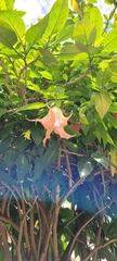 Brugmansia insignis