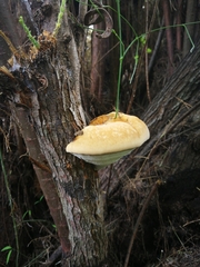 Inocutis tamaricis