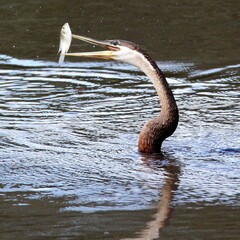 Anhinga rufa rufa