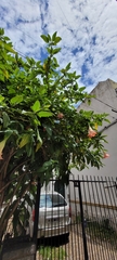 Brugmansia insignis