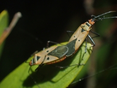 Dysdercus sidae