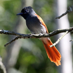 Terpsiphone viridis granti