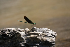 Neurobasis chinensis