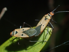 Dysdercus sidae