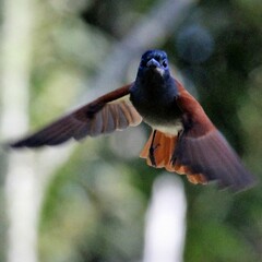 Terpsiphone viridis granti