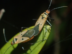 Dysdercus sidae