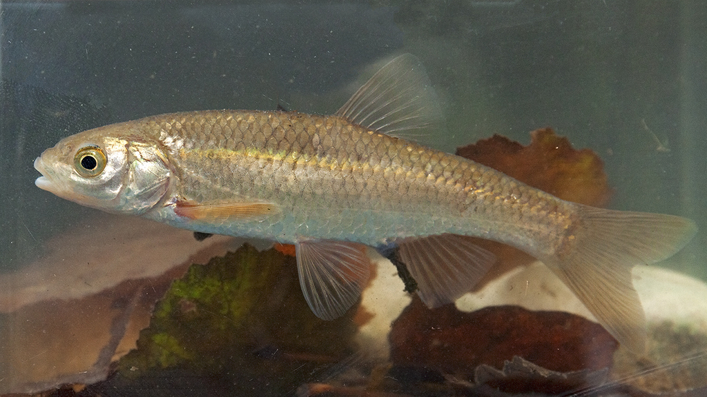 Squalius