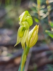 Pterostylis stenosepala
