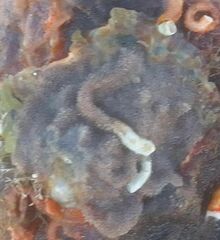 Schizoporella unicornis