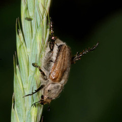 Chaetopteroplia segetum