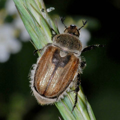 Chaetopteroplia segetum